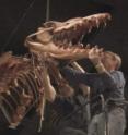 Exhibit preparators Dan Erickson and John Klausmeyer make final adjustments to a complete, 50-foot-long skeleton of the
extinct whale <I>Basilosaurus isis</I> on display at the University of Michigan Exhibit Museum of Natural History.