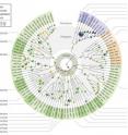 The figure shows the evolution of gene families in ancient genomes across the Tree of Life. The sizes of the little pie charts scale with the number of evolutionary events in lineages, slices indicate event types: gene birth (red), duplication (blue), horizontal gene transfer (green), and loss (yellow). The Archean Expansion period (3.33 to 2.85 billion years ago) is highlighted in green.