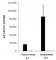 The concentration of quantum dots (black bars), as measured by cadmium, increased from bacterial prey into the protozoan predator -- an outcome called biomagnification.