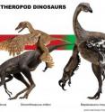 New research by Field Museum scientists finds widespread herbivory in bird-like theropod dinosaurs. Four of the 90-theropod species involved in the study shown with dietary interpretations. All four species derive from the famous feathered dinosaur beds of the Early Cretaceous Yixian Formation, P. R. China, leading the scientists to speculate that dietary diversity may have contributed to the large numbers of contemporaneous theropods in ecosystems like those of the Yixian.