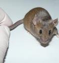 This is a mouse from associate professor Paul Thomas' lab. Associate professor Thomas and his colleagues have generated male mice with two X chromosomes by artificially activating the SOX3 gene in the developing gonads. This is a mouse from associate professor Paul Thomas' lab. Associate professor Thomas and his colleagues have generated male mice with two X chromosomes by artificially activating the SOX3 gene in the developing gonads.