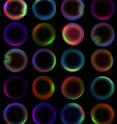 These are <I>Drosophila</I> embryos in dorsoventral cross-sectional views stained for a variety of morphogens.  This view of embryos would have been difficult to obtain without the use of the microfluidic device.