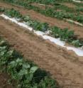 Paper mulches shown in a non-weeded bare ground control (foreground), and in a butcher paper treatment three weeks after transplanting (background).