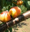 Scientists have produced evidence of a genetic and historical connection between popular apricots cultivars. Scientists have produced evidence of a genetic and historical connection between popular apricots cultivars.