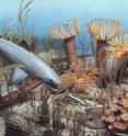 The ocean in Devonian times: is the past a prologue in biodiversity collapse?