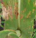 The loss of function of RF1A1/ALDH2B2, a fertility restorer (RF) protein causes maize susceptibility to <i>Helminthosporium maydis</i>, the causal agent that was responsible for the maize southern corn leaf blight epidemic in 1972. The disease symptoms on a maize leaf are pictured.