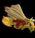 This is a 3-D reconstruction of the fossilized twisted-wing <I>Mengea tertiaria</I> (<I>Strepsiptera</I>) from approx. 42 million years ago. (Colon green, musculature red, nervous system yellow). Insect researchers at german University Jena have reconstructed a fossil conserved in a piece of amber with the help micro-computer tomography.