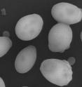 This is a visualisation of individual baker’s yeast cells (<i>Saccharomyces cerevisiae</i>) by scanning electron microscopy.