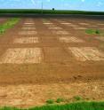 Research conducted at the University of Illinois in Urbana-Champaign confirmed that most herbicides used on corn crops can be safely used to kill weeds in Miscanthus fields.