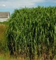 Miscanthus is a perennial grass being investigated at the University of Illinois in Urbana-Champaign as a cellulosic bioenergy feedstock, pictured here beside switchgrass, a native prairie grass.