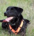 Maggie, a Labrador retriever mix, was one of two dogs trained by UC Berkeley researchers to detect the scat of certain species as part of a research project to improve wildlife surveys. She is shown here at the Hopland Research and Extension Center, a UC research field station in Mendocino County. Dogs are trained to lie down when they find their target, and their successes are rewarded with play sessions.