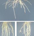 These images show the root architecture variation among three different types of rice. Joshua Weitz, an assistant professor in the Georgia Tech School of Biology, and his team have developed a software program to analyze the complex root network structure of these and other crop plants.