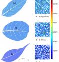 Three leaves show the results of vein segmentation and analysis. The zoomed-in regions on the right correspond to the area within the black square of the leaf to the left. Yellow and red colors indicate an increasing distance of areoles from the nearest vein.