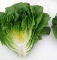 SM09A, one of two new romaine lettuce breeding lines found to be resistant to dieback disease, also showed good shelf life.