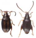 <I>Arsipoda geographica</I> and <I>Arsipoda rostrata</I> are the two new beetle species discovered
in New Caledonia.
