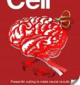 Presenilin, better known for its role in Alzheimer's disease, aids with the correct wiring of the embryonic nervous system.
