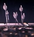 This is an alternate view of amoebae fruiting bodies, with spores and bacteria.