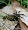 This is a male wolf spider, common to the eastern US and Canada, on leaf litter.