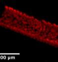 This image shows a 3-D rendering of one of the channels lined with cells from a new model that will be used to test nanomedical approaches for the detection and treatment of breast cancer.