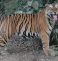 This is a bengal tiger in Bandhavgarh National Park, India. Tigers need protection of both their source sites and larger landscapes for their numbers to increase.