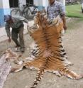 This is a poached bengal tiger skin from Chitwan National Park, Nepal. If given enough habitat and protection from poaching, tigers could double or even triple a new study finds.
