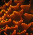 This is a red fluorescent variety of an adult <i>Acropora millepora</i> coral. This is a red fluorescent variety of an adult <i>Acropora millepora</i> coral.