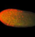 This is a 5-day-old <i>Acropora millepora</i> coral larva, ready for settlement. This is a 5-day-old <i>Acropora millepora</i> coral larva, ready for settlement.