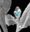 This brightened image shows the inflorescence of a transgenic thale cress plant (<i>Arabidopsis thaliana</i>). The anthers in the still unopened floral buds are stained blue to highlight expression of miR156d.