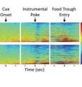 Each row represents the activity in a neuron at key times during the task. At the time of reward, nearly one-third of adolescent neurons became excited (shown in red) though the level of inhibition (in blue) changed marginally. Adult neurons registered much higher inhibitory activity and less excitation.