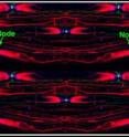 Mouse sciatic nerve myelinated axons immunostained against three proteins: Neurofascin 186 at the node of Ranvier (green), Contactin-associated protein at the paranodes (blue) and potassium channels at the juxtaparanodes (red).