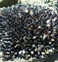 The sticky material that mussels have evolved has inspired an international team of scientists to design a new artificial, self-healing gel that lends itself to underwater applications. The mussels pictured here are attached to a rock on Onetangi Beach of Waiheke Island, New Zealand.