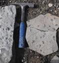 The researchers analyzed the chemistry of fossils to determine the temperature during the Late Ordovician period. Shown are fossilized shells, brachiopods, trilobites, and gastropods, with a hammer for scale.