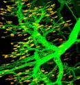 Nestin, a well-known stem cell marker, regulates the formation of neuromuscular junctions (shown in yellow), the contact points between muscles cells and "their" motor neurons (shown in green).