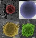 These are the four different types of armor added by the University of Warwick researchers.