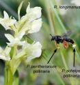 Several kinds of oil-secreting orchids share the same pollinator by placing pollen on different parts of the bee's body. Here the long-legged oil-collecting bee <I>Rediviva longimanus</I> inspects the oil-secreting orchid <I>Pterygodium pentherianum</I>.