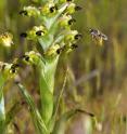 The oil-secreting orchid <I>Pterygodium halii</I> uses unique scent to attract female oil-collecting bees of the species <I>Rediviva macgregori</I>.