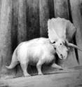 This is an illustration of the <I>Titanoceratops</I>, thought to be the ancestor of the more well-known <I>Triceratops</I>.
