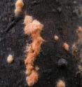 Shown is a wild <I>Neurospora</I> colony releasing spores on a heat-killed plant.