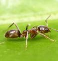 This is an Argentine ant (<I>Linepithema humile</I>). Scientists have deciphered the genome of this household pest and invasive species. The sequenced genome, published in the Jan. 31 online early edition of the <I>Proceedings of the National Academy of Sciences</I>, could provide new insights on how embryos with the same genetic code develop into either queens or workers ants and may advance our understanding of invasion biology and pest control.