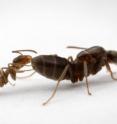 This is an Argentine worker ant (left) with a queen ant of the same species (right). Scientists have deciphered the genome of the Argentine ant (<I>Linepithema humile</I>), which was published in the Jan. 31 online early edition of the <I>Proceedings of the National Academy of Sciences</I>. The sequenced genome could provide new insights on how embryos with the same genetic code develop into either queens or workers ants and may advance our understanding of invasion biology and pest control.