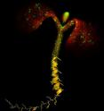 Despite their divergent evolutionary history, membrane-bound kinase receptors in animals and plants rely on similar regulatory mechanisms to control their activity.