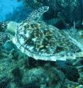 This is a hawksbill sea turtle in the Caribbean.