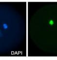 Pictured is a fluorescence image of an <I>Arabidopsis</I> pollen grain showing sperm cell-specific expression of a GFP-tagged marker of the IMPa-8 promoter along with a corresponding DAPI-stained image of the same pollen grain. The DAPI image shows the two densely-stained sperm cell nuclei and the diffusely-stained vegetative cell nuclei. In the GFP image, fluorescence is confined to the sperm cell nuclei, illustrating sperm cell-specific expression. The authors show that sperm cell specification of several genes, including IMPa-8, is regulated by the germline-specific transcription factor DUO POLLEN 1 (DUO1). Thus DUO1 has a major role in shaping the germline transcriptome and functions to commit progenitor germ cells to sperm cell differentiation.