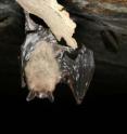A team of wildlife experts led by UC Davis called today for a national fight against a new fungus that has killed more than one million bats in the eastern United States and is spreading fast throughout North America. The new disease has been named "white-nose syndrome." It affects bats' facial skin and wing membranes. Sick bats appear to be coated with frost. The fungal spots of white-nose syndrome can be seen on this hibernating Myotis bat's nose, as well as on its wing and tail membranes.