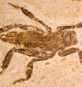 A fossil found in northeastern Brazil confirmed that the splay-footed cricket of today has at least a 100-million-year-old pedigree.