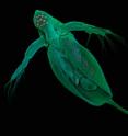 The freshwater zooplankton <I>Daphnia pulex</I> (water flea), a near-microscopic crustacean that lives in ponds and lakes, has a translucent body and a compound eye.