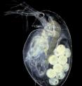 The freshwater zooplankton <I>Daphnia pulex</I> (water flea) with a brood of genetically identical future offspring.