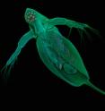 <I>Daphnia pulex</I> (water flea), a near-microscopic crustacean that lives in ponds and lakes, has a translucent body and a compound eye.