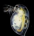 The tiny water flea Daphnia has the most genes of any animal, some 31,000.