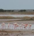 These flamingos are congregating at Etosha pan Namibia.